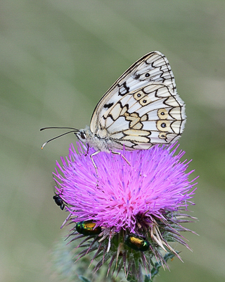 MAY_8404 Esper's Marbled White (Melanargia russiae) Reduced.jpg