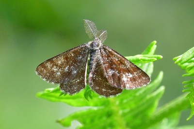 Moth no 2