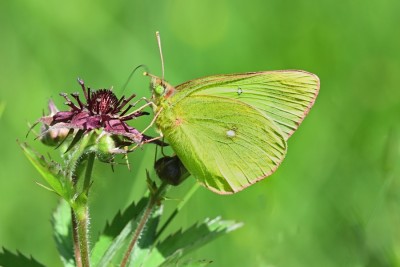 Moorland Clouded Yellow (Colias palaeno).