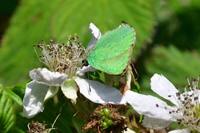 Green Hairstreak (Callophrys