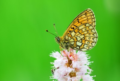 Bog Fritillary (Boloria eunomia)