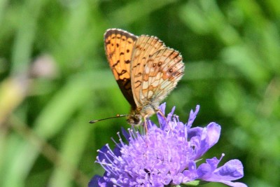 Echalp Lesser Marbled Fritillary (Brenthis ino).