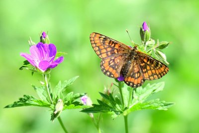 Asian Fritillary (Euphydryas intermedia)