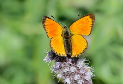 Scarce Copper (Lycaena virgaureae)