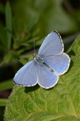 Holly Blue, male