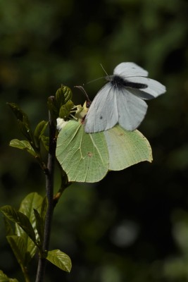 Female Brimstone egg laying, hassled by Small White male