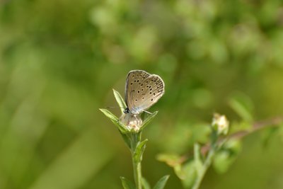 Large Blue?