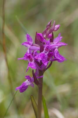 Pugsley's Marsh Orchid, Dalby Forest