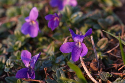 Common Dog-violet, West Yatton Down