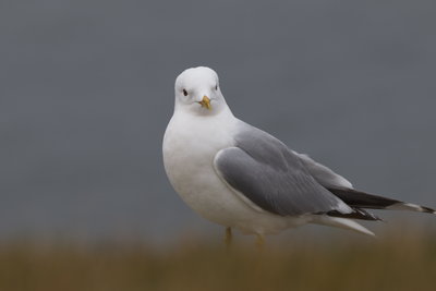 Common Gull, Fort George