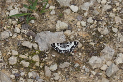 Argent &amp; Sable, Bishop Wood, Selby, 21/05