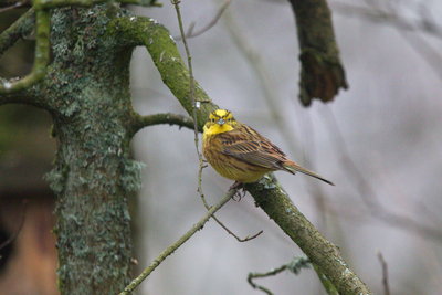 Yellowhammer, Loch of the Lowes