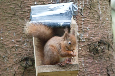 Red Squirrel, Aberfoyle