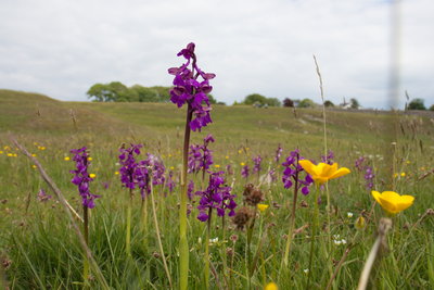 Green-winged Orchids, Silverdale, 18/05