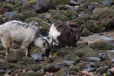 Feral Goat and kid