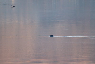 Common Seal, Loch Linnhe