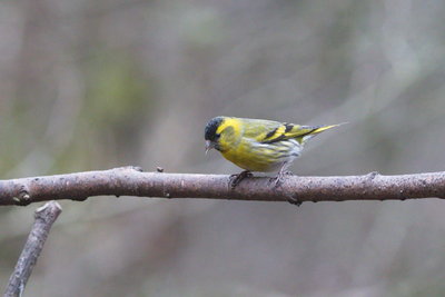 Siskin, Loch of the Lowes