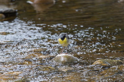 Grey Wagtail, River Ure, 19/05