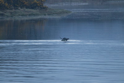 Otter, Loch Linnhe