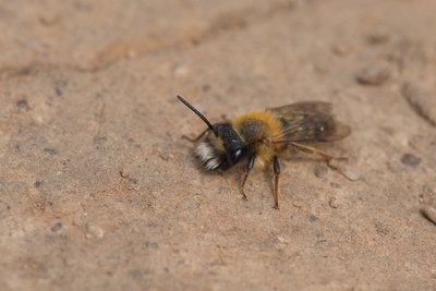 Harder - possibly a male Red Mason Bee?