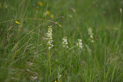 Lesser Butterfly Orchids, Waitby Greenrigg