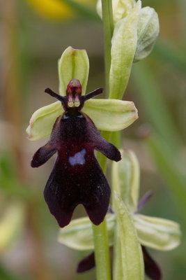 Fly Orchid, Waitby Greenrigg