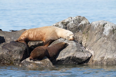 Steller's (large) and Californian (small) Sea Lions