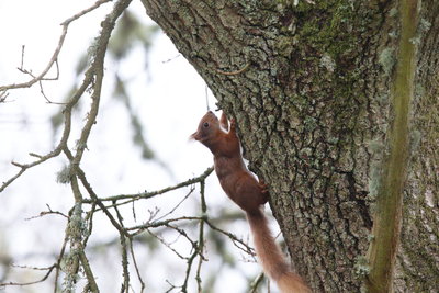 Red Squirrel, Loch of the Lowes