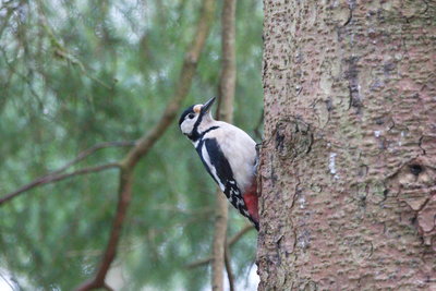 Great Spotted Woodpecker, Aberfoyle
