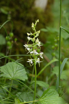 Greater Butterfly Orchid, Smardale Gill