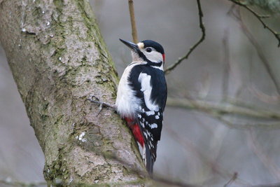 Great-spotted Woodpecker, Loch of the Lowes