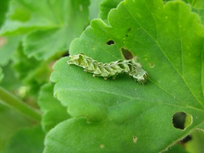 Unknown Caterpillar 002.JPG