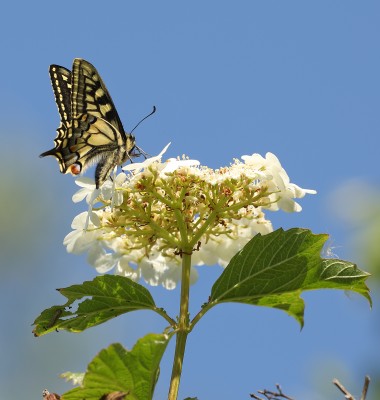 Swallowtail 4595a.jpg