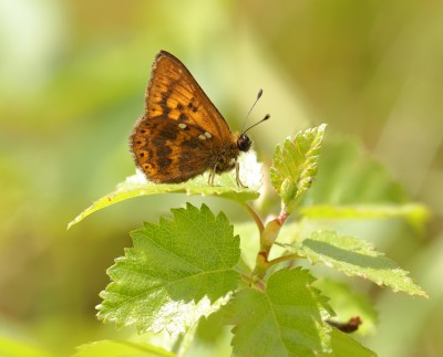 Duke of Burgundy 2002a.jpg