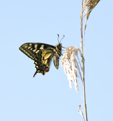 Swallowtail 4617a.jpg