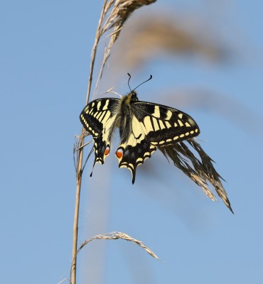 Swallowtail 4624a.jpg
