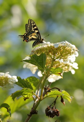 Swallowtail 4582a.jpg