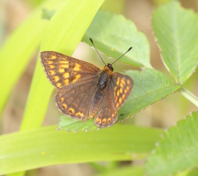 Duke of Burgundy 1987a.jpg