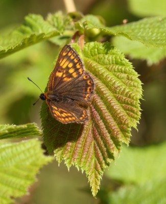 Duke of Burgundy 9586a.jpg