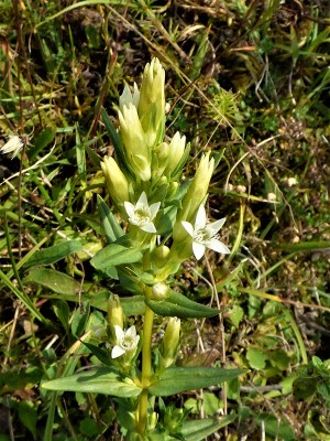 Autumn Gentian - white - at Noar Hill patch.JPG