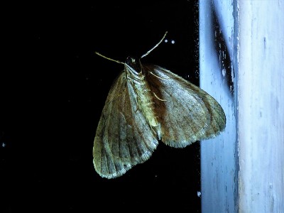 November Moth (5).JPG