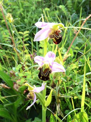 Bee Orchid at St Cats (8).JPG
