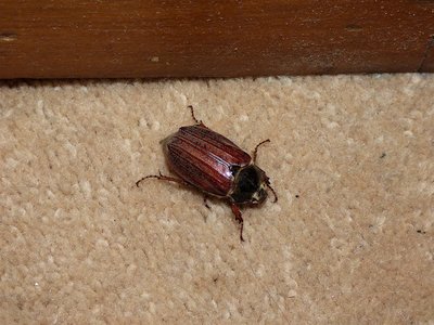 Cockchafer Beetle.JPG