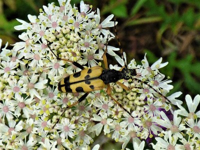 Strangalia maculata beetle 31.JPG