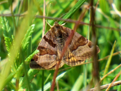 Burnet Companion Moth.JPG