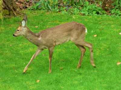 Roe deer in our back garden