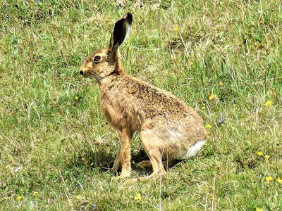 Hare at Beacon Hill (1).JPG