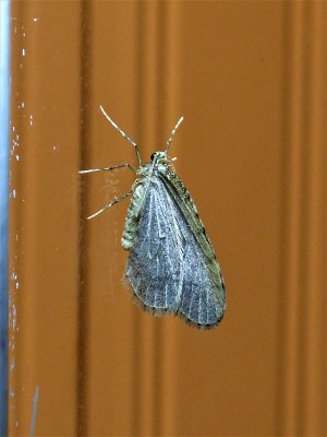 November Moth (1).JPG