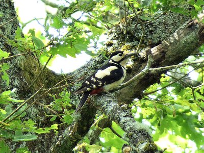 Greater Spotted Woodpecker 71.JPG