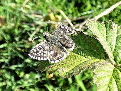 Grizzled Skipper with large chunk out of forewing.JPG